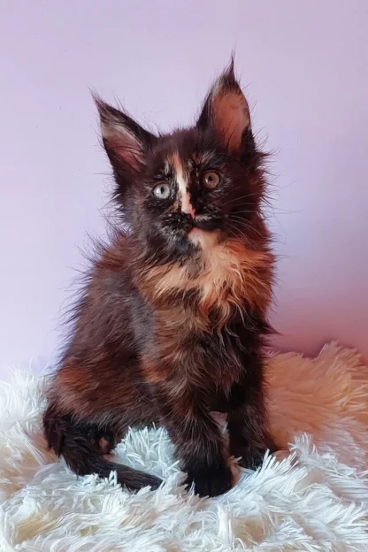 Aurora | Stunning Maine Coon Kitten For Sale in Louisiana, New Orleans, Maine Coon Kitten For Sale in Louisiana, Maine coon kitten for sale in louisiana cheap