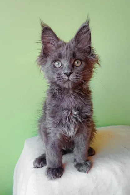 Apollo | Blue Smoke Maine Coon Kitten For Sale in Seattle, WA - Image 7