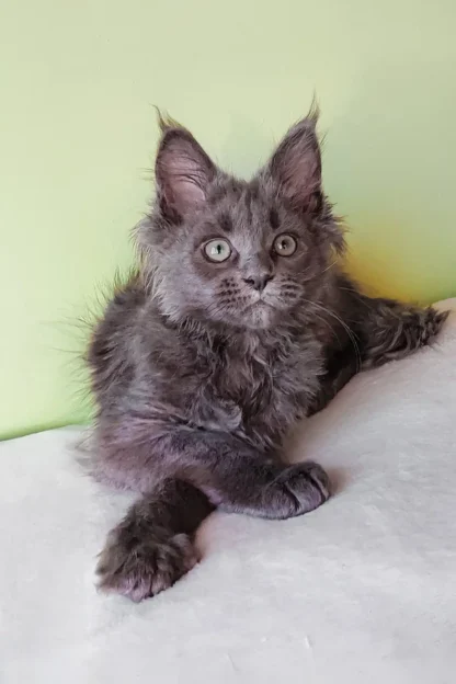 blue smoke maine coon kitten for sale, blue smoke maine coon kitten for sale in washington, blue smoke maine coon kitten for sale in seattle