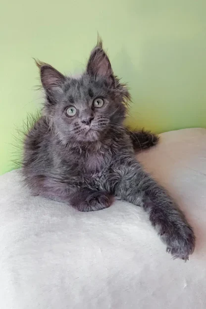 Apollo | Blue Smoke Maine Coon Kitten For Sale in Seattle, WA - Image 5