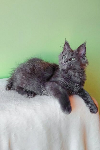 Apollo | Blue Smoke Maine Coon Kitten For Sale in Seattle, WA - Image 2