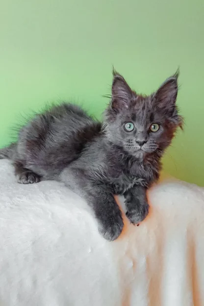 Cheap blue smoke maine coon kitten for sale in washington dc, Maine Coon kittens for sale Washington, DC, Blue smoke maine coon kitten price, Blue smoke maine coon kittens for sale