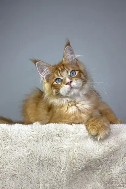 polydactyl maine coon kittens for sale in Alexandria, Louisiana, Polydactyl maine coon kittens for sale craigLIST, Polydactyl kittens for sale