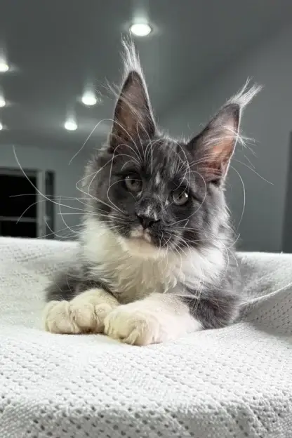 polydactyl maine coon kittens for sale oklahoma, Maine Coon kittens for sale $500 Oklahoma